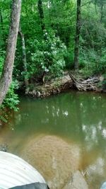 River passing through forest