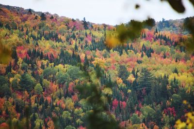 Trees on field against sky during autumn