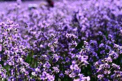 Close-up of purple flowering plants on field