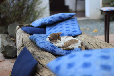 Cat sleeping on rock