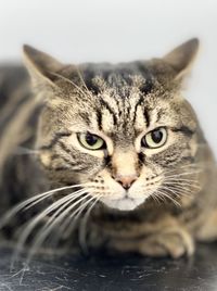 Close-up portrait of a cat