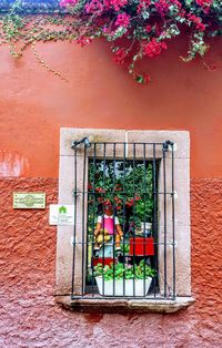 Potted plants against wall