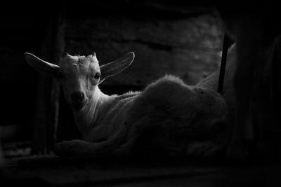 Close-up portrait of goat relaxing