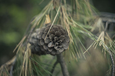 Close-up of mushrooms