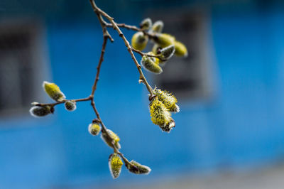 Close-up of flowering plant against blue sky