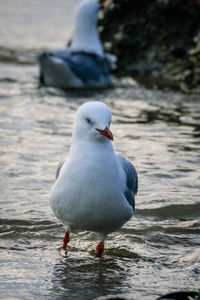 Close-up of seagull on beach