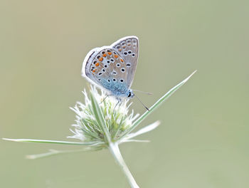 Butterfly on plant