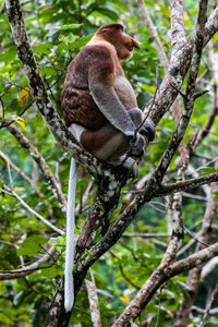 Low angle view of lizard on tree