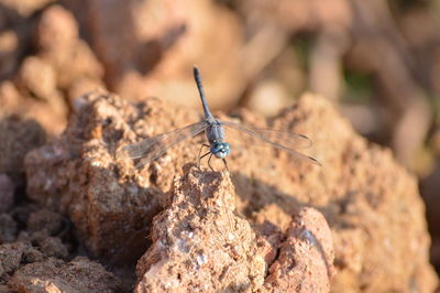 Close-up of insect