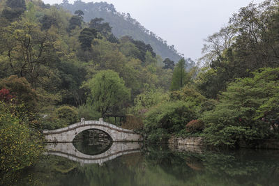 Arch bridge over river amidst trees in forest