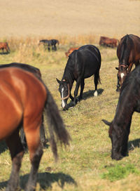 Horses grazing in a field