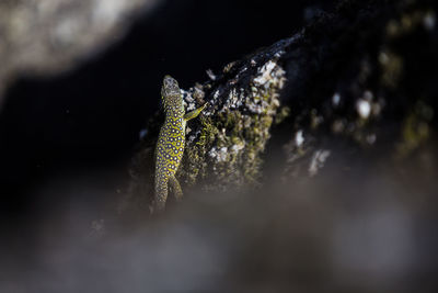 Close-up of insect