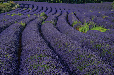View of field of lavender flowers near the village of roussillon, in the french provence.