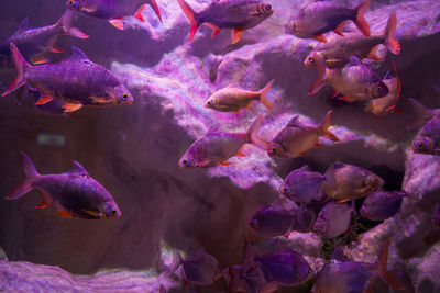 Bunch of tinfoil barb fish scientific name barbonymus schwanenfeldii swimming underwater