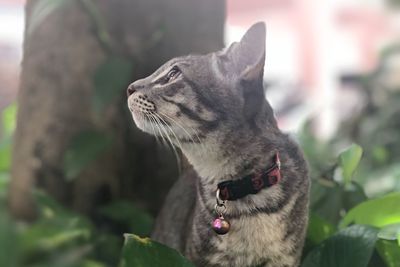 Close-up of a cat