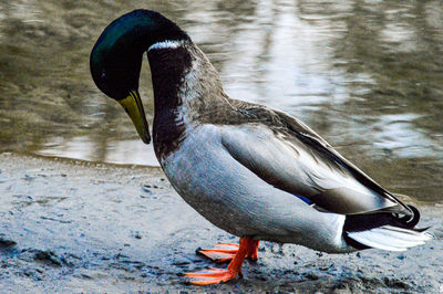 Close-up of a bird