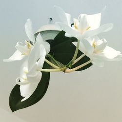 Close-up of white flowers blooming in vase