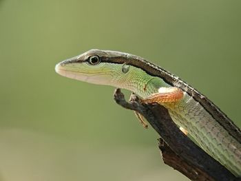 Close-up of a lizard on a tree