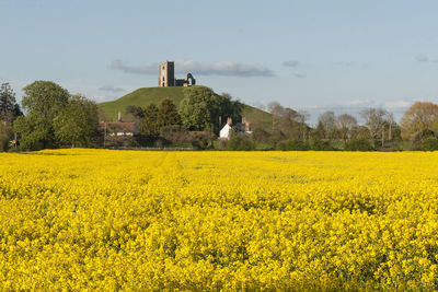 Scenic view of field against sky