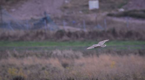 Bird flying over a field