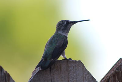 Close-up of bird perching outdoors