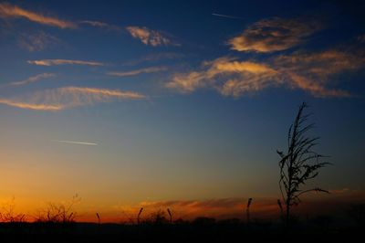 Silhouette of trees at sunset