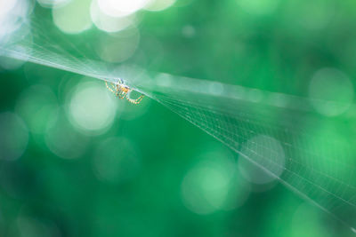 Close-up of spider on web