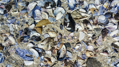 High angle view of seashells on beach