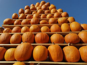 Low angle view of pumpkins