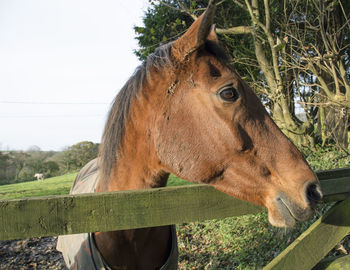 Close-up of horse on field against sky