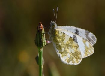 Close-up of butterfly pollinating on flower