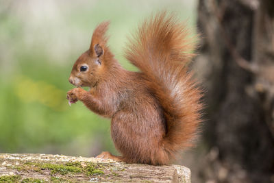 Close-up of squirrel on tree