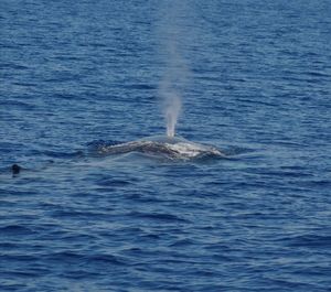 Fish swimming in sea
