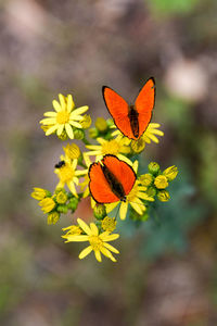 Close-up of butterfly pollinating on flower