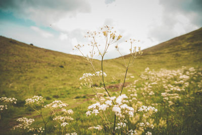 Scenic view of flowering plants on land against sky