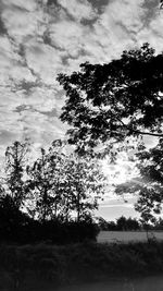 Low angle view of silhouette trees on field against sky