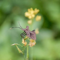 Close-up of butterfly pollinating on flower