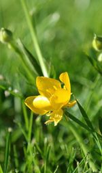 Close-up of yellow flower