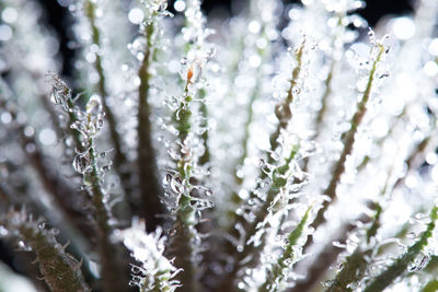 Close-up of frozen plant