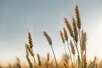 Close-up of wheat growing on field against sky