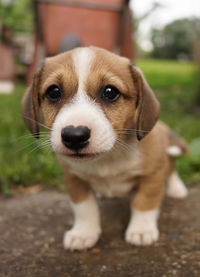 Close-up portrait of dog standing outdoors