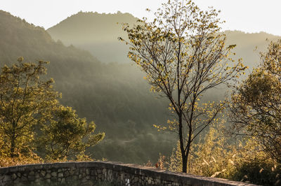 Trees by mountains against sky during autumn