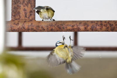 Bird perching on wall