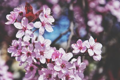 Pink blooming tree