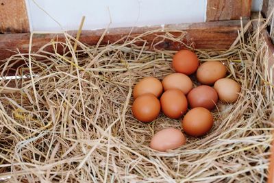 High angle view of eggs in nest