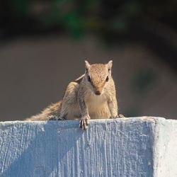 Portrait of squirrel on wooden fence