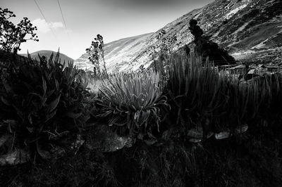 Plants growing on land against sky