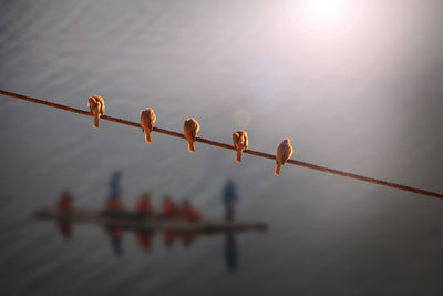 Close-up of birds on wire against water 