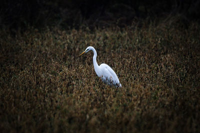 The great egret
ardea alba