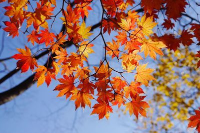 Low angle view of maple leaves on tree